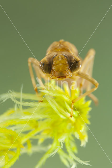 Azuurglazenmaker (Aeshna caerulea)