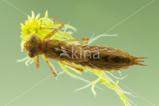 Azuurglazenmaker (Aeshna caerulea)