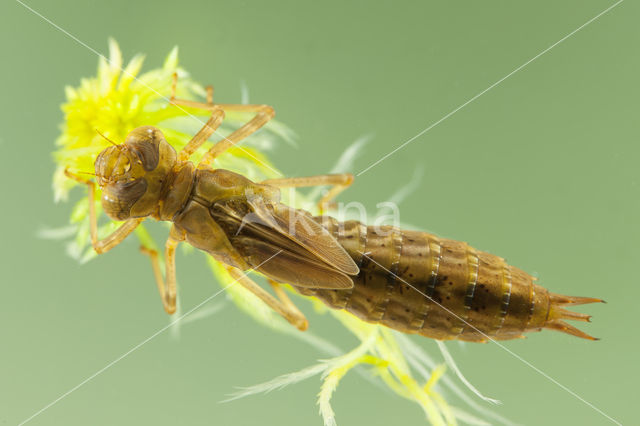 Azuurglazenmaker (Aeshna caerulea)