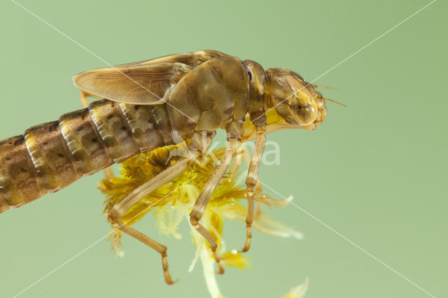 Azuurglazenmaker (Aeshna caerulea)