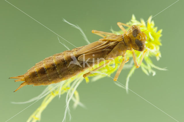 Azuurglazenmaker (Aeshna caerulea)