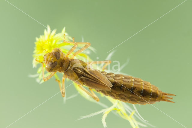 Azuurglazenmaker (Aeshna caerulea)