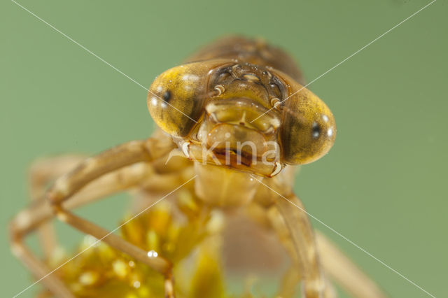 Azuurglazenmaker (Aeshna caerulea)