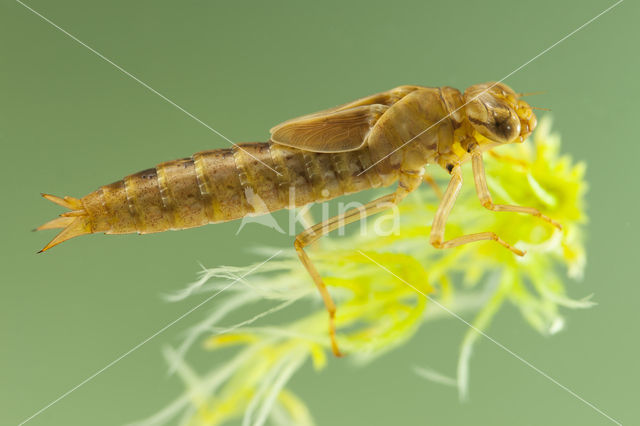 Azuurglazenmaker (Aeshna caerulea)