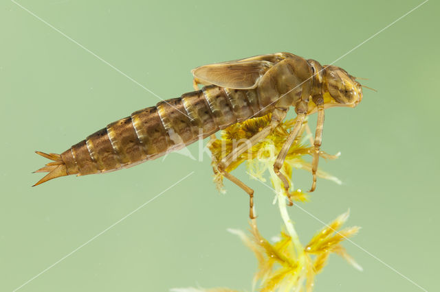 Azuurglazenmaker (Aeshna caerulea)