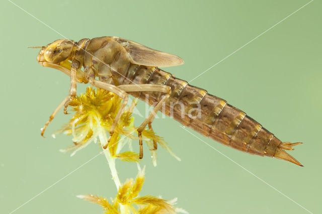 Azuurglazenmaker (Aeshna caerulea)