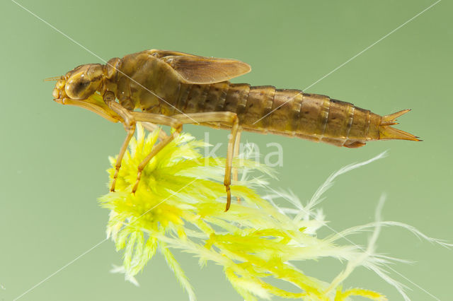 Azuurglazenmaker (Aeshna caerulea)