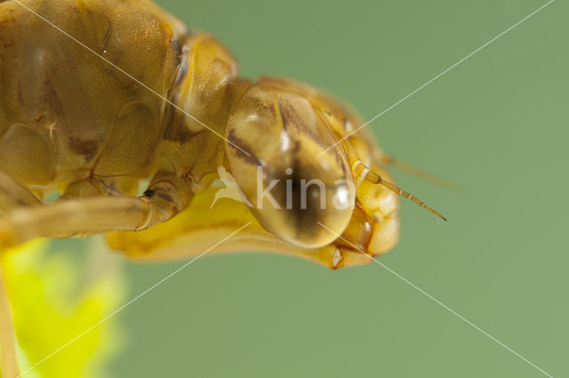 Azuurglazenmaker (Aeshna caerulea)