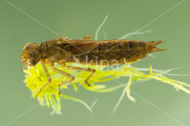 Azuurglazenmaker (Aeshna caerulea)