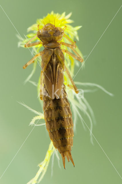 Azuurglazenmaker (Aeshna caerulea)