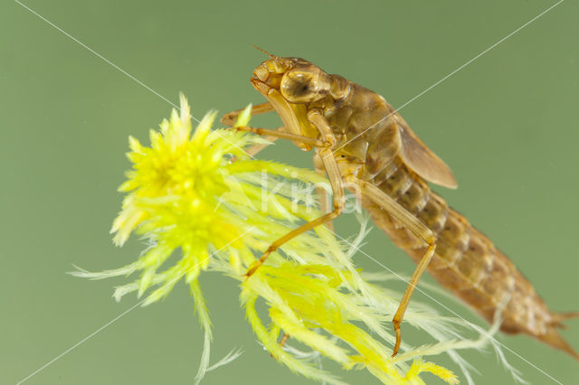 Azuurglazenmaker (Aeshna caerulea)