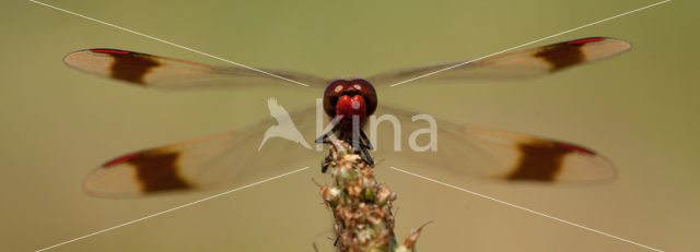 Bandheidelibel (Sympetrum pedemontanum)