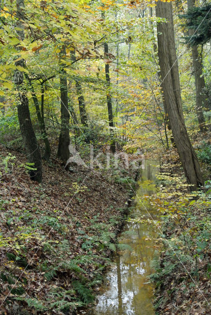 Beuk (Fagus sylvatica)