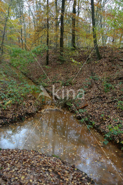 Beuk (Fagus sylvatica)