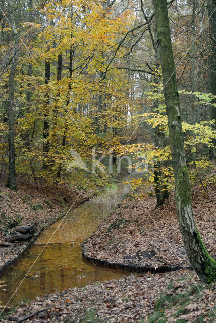 Beuk (Fagus sylvatica)