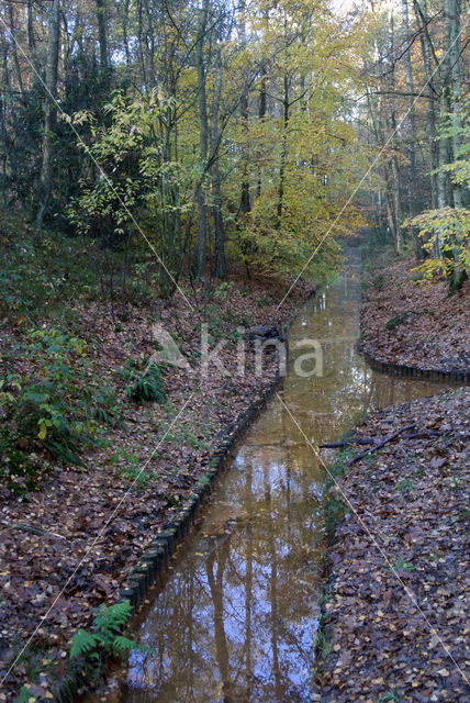 Beuk (Fagus sylvatica)