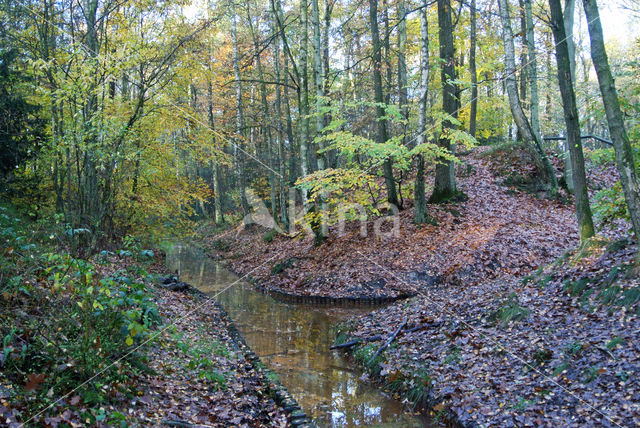 Beuk (Fagus sylvatica)