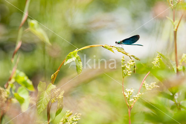 Bosbeekjuffer (Calopteryx virgo)