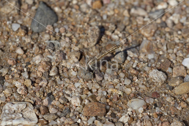 Brachythemis impartita