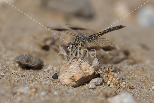 Brachythemis impartita