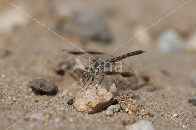 Brachythemis impartita