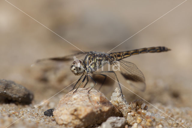 Brachythemis impartita