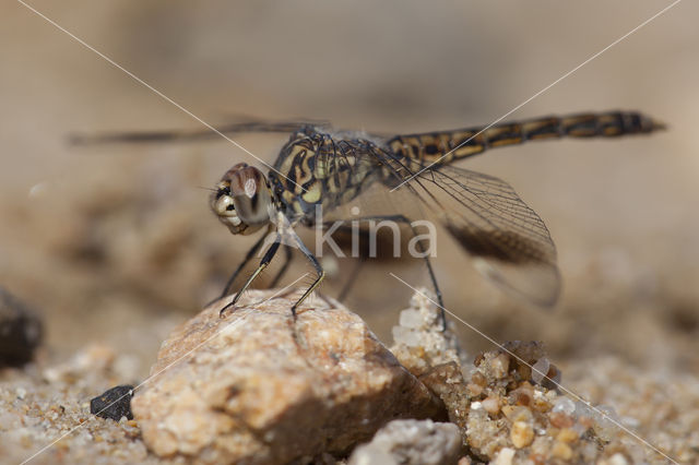 Brachythemis impartita