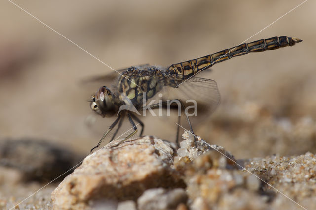 Brachythemis impartita