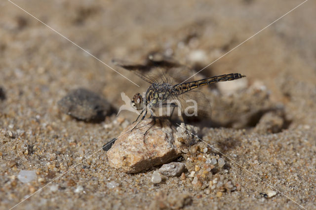 Brachythemis impartita