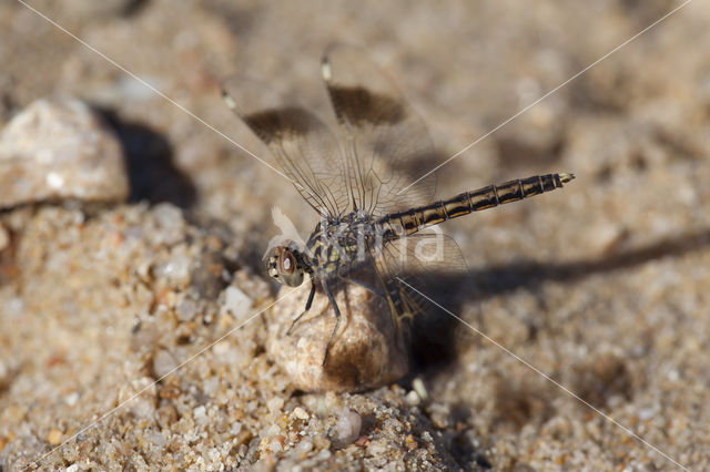 Brachythemis impartita