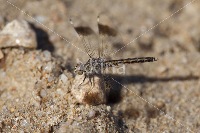 Brachythemis impartita