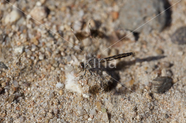 Brachythemis impartita