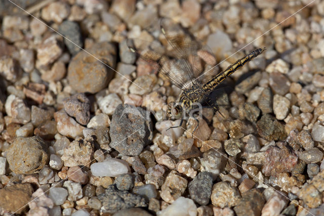 Brachythemis impartita