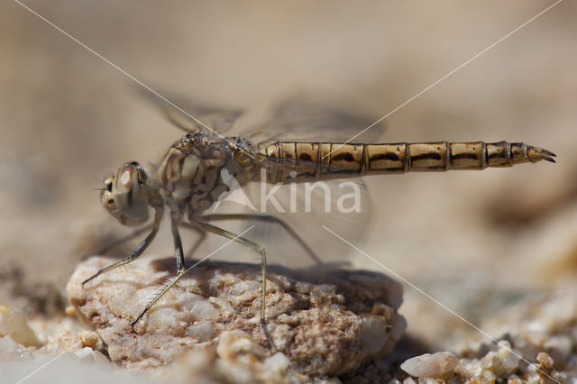 Brachythemis impartita