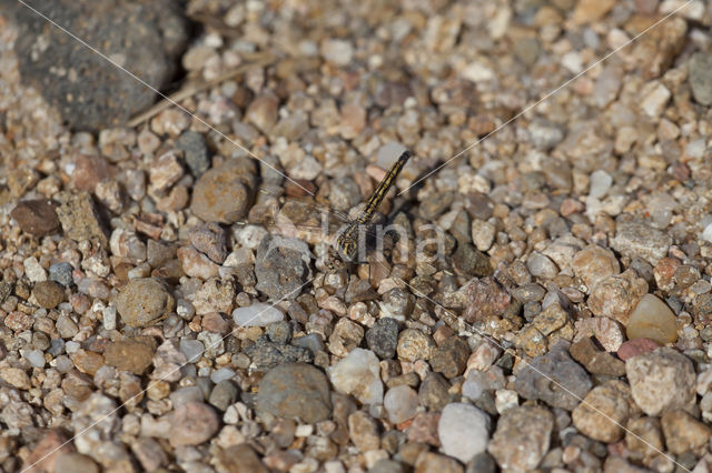 Brachythemis impartita