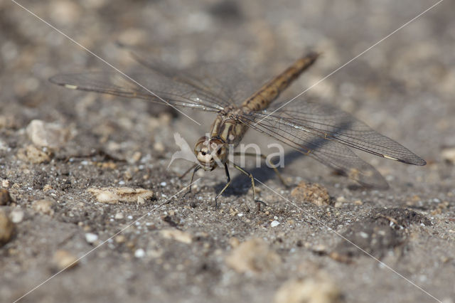 Brachythemis impartita