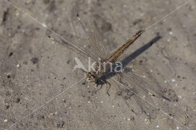 Brachythemis impartita