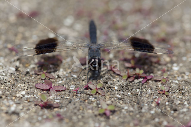 Brachythemis impartita