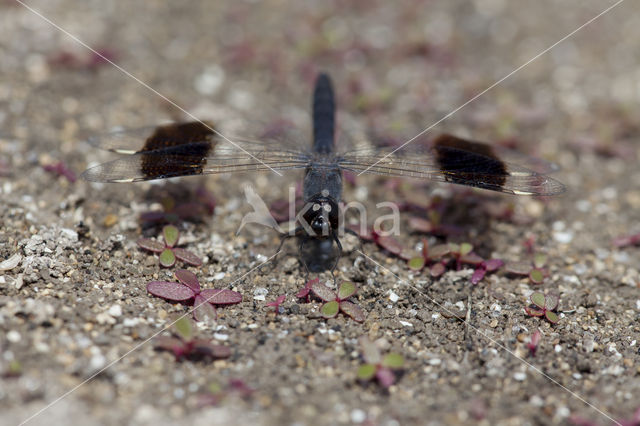 Brachythemis impartita