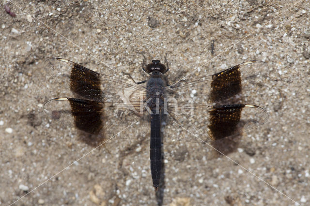 Brachythemis impartita