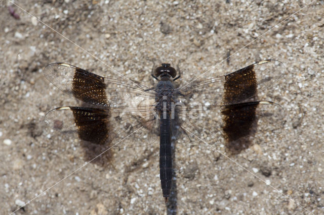 Brachythemis impartita