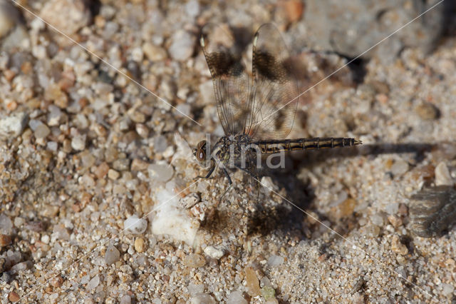 Brachythemis impartita