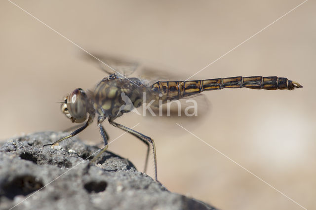 Brachythemis impartita