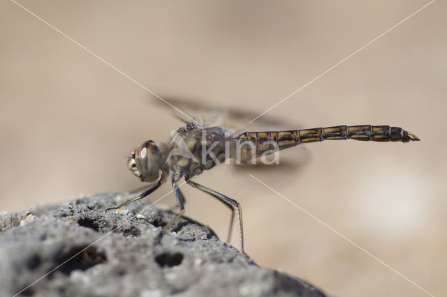 Brachythemis impartita