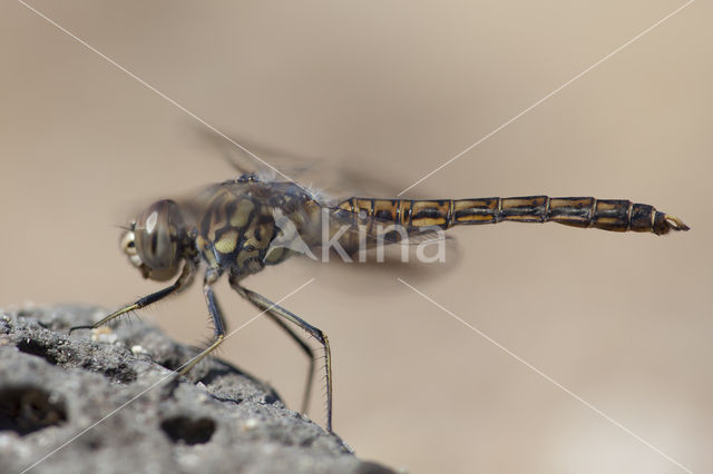 Brachythemis impartita