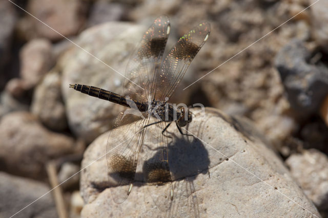 Brachythemis impartita