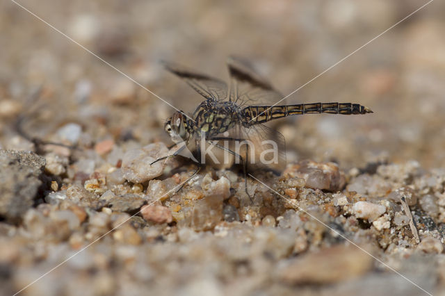 Brachythemis impartita