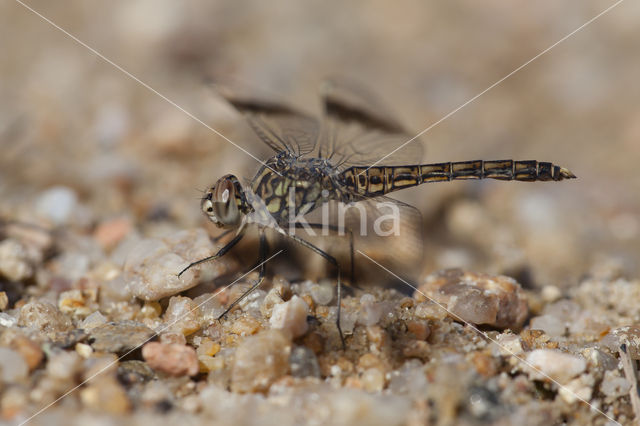 Brachythemis impartita