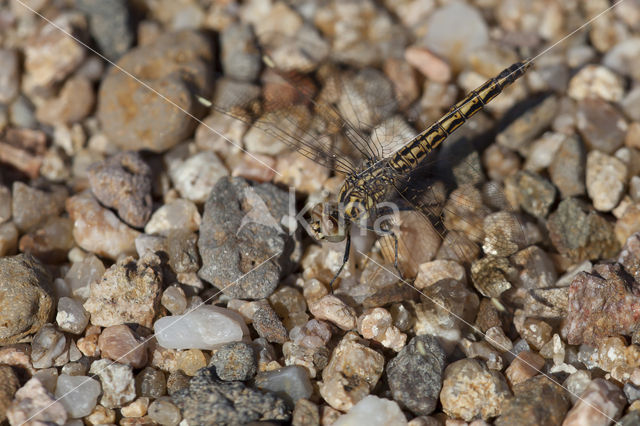 Brachythemis impartita