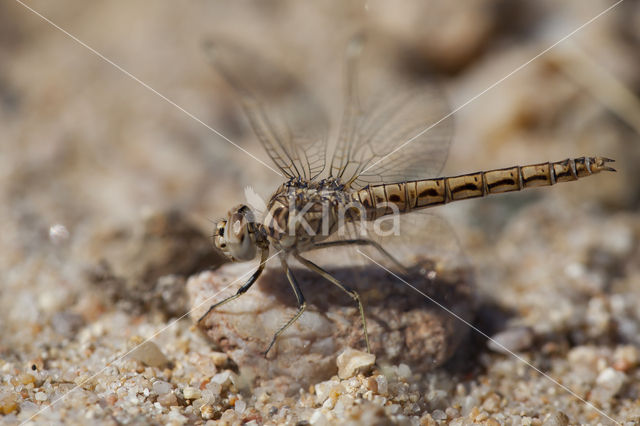 Brachythemis impartita